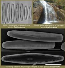 Indian scientists discovered a new species of freshwater diatom