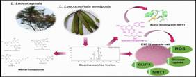 Indian researchers investigate therapeutic potential of seeds of traditional medicinal plant Subabul