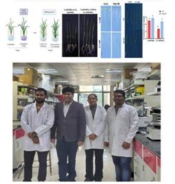 Researchers develop new method to increase crop yield sustainably