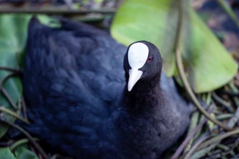 Birds’ nests uncover the history of the plastic age