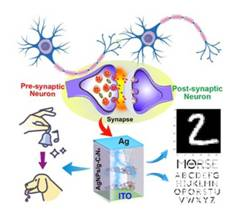 Scientists develop hybrid material that enables brain-mimicking artificial synapses