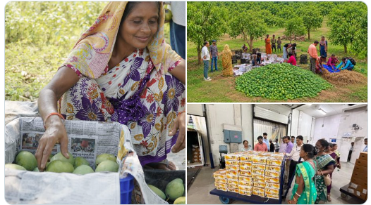 Jharkhand’s Fresh Mangoes Reach UK Market in Export Milestone